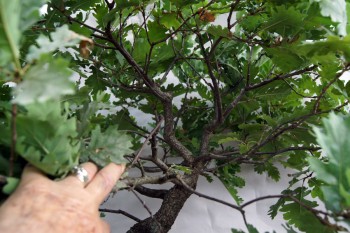 Quercia comune, Farnia. Tagliare o potare? Una sottile differenza! 6b29c2421707737