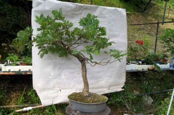 Quercia comune, Farnia. Tagliare o potare? Una sottile differenza! 8c2032421707745