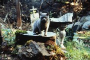 Кладбище домашних животных / Pet Sematary (1989) Bb27bb428490058