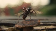 Человек-Муравей / Ant-man (Пол Радд, Майкл Дуглас, 2015)  Ddbbc9451371729