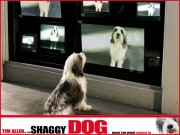 Лохматый папа / Shaggy Dog (2006) 9fd1e3452466690