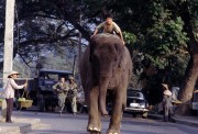 Операция «Слон» / Operation Dumbo Drop (Дэнни Гловер, Рэй Лиотта, Дэнис Лири, 1995) 799fb2474816243