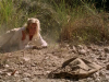 King Solomon's Mines - Il tesoro maledetto (2004).avi DvdRip AC3 iTA-ENG