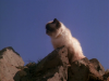 In fuga a quattro zampe (1993).avi DvdRip AC3 iTA-ENG